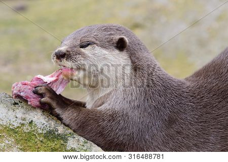 Close Up Portrait Of An Oriental Short Clawed Otter Eating