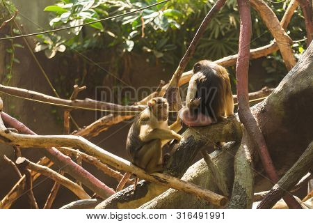 Funny Bored Monkeys Sitting On The Branches Of A Spreading Tree And Bored On A Sunny Warm Summer Day