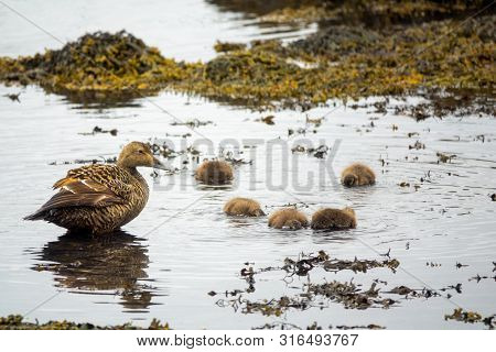 Common Eider Hen In The Water With Ducklings