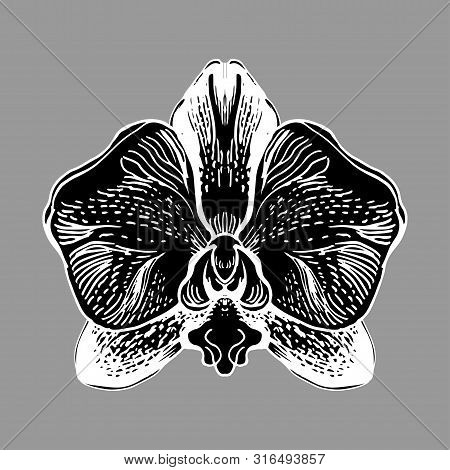 Orchid Flower Isolated Oh White Bacground. Black And White Manual Graphic. Hand Drawn Element For De