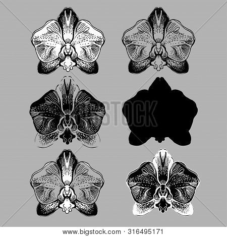 Set Of Stylized Orchids Flowers Isolated Oh Grey Bacground. Monochrome Manual Graphic. Hand Drawn El