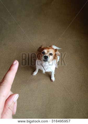Hand Of Man And Guilty Dog At Home, Person Pointing Finger At Cute Dog And Punish The Dog