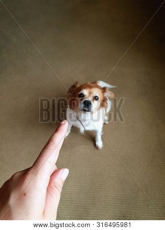 Hand Of Man And Guilty Dog At Home, Person Pointing Finger At Cute Dog And Punish The Dog