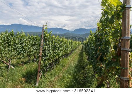 Vineyards Around Kaltern In South Tyrol In Italy