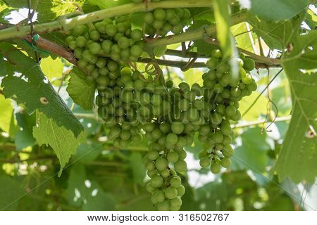 Vineyards Around Kaltern In South Tyrol In Italy, Barleiter Weg
