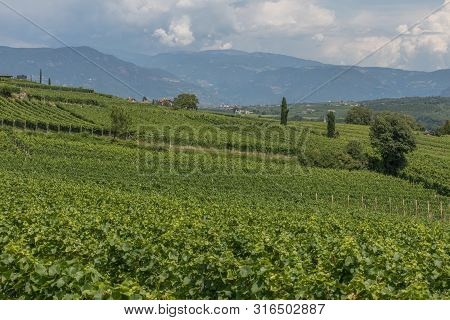 Vineyards Around Kaltern In South Tyrol In Italy
