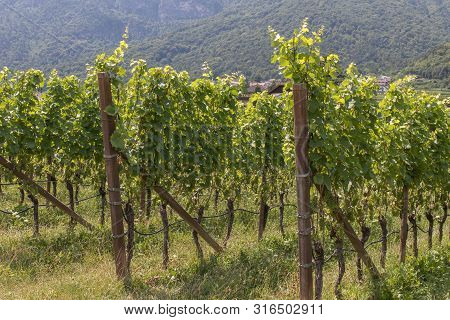 Vineyards Around Kaltern In South Tyrol In Italy