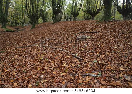 Beech Forest In Gorbea Natural Park In Spain.