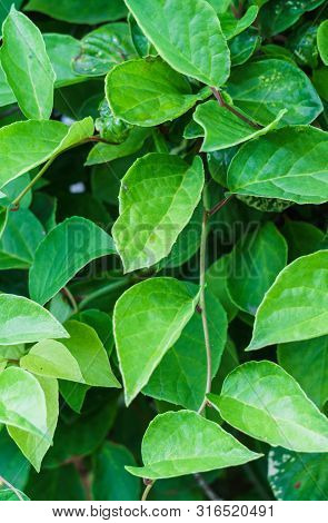 Green Vine From Leaves Of Chinese Magnolia Vine Garden.