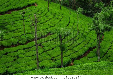 Tea Gardens In The Foothills Of Western Ghat