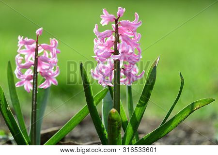 Pink Hyacinths