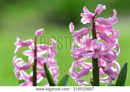 Pink Hyacinths