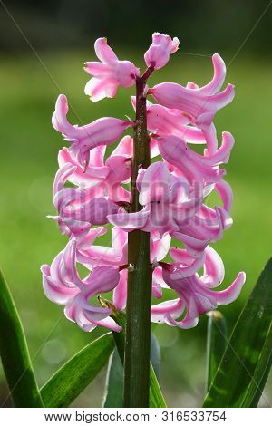 Close Up Of A Pink Hyacinth Flower In Bloom
