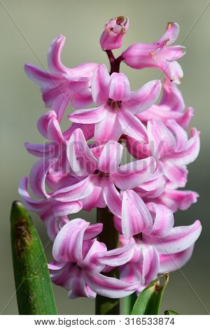 Close Up Of A Pink Hyacinth Flower In Bloom