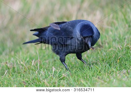 Jackdaw (coloeus Monedula)