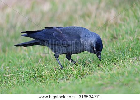Jackdaw (coloeus Monedula)