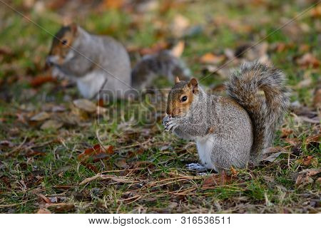 Low Angle View Of Two Grey Squirrels Sitting On The Ground While Eating A Nut