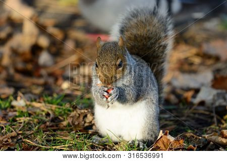 Portrait Of A Grey Squirrel Eating A Nut