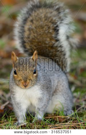 Portrait Of An Eastern Grey Squirrel Looking At The Camera