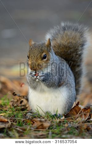 Portrait Of A Gray Squirrel Eating A Nut
