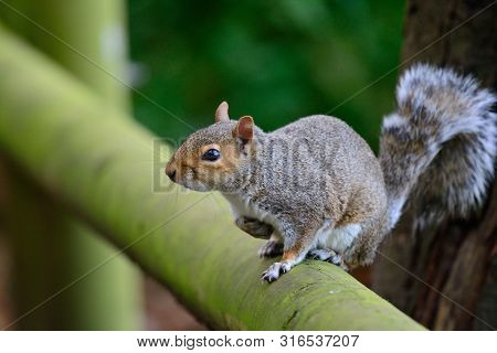 Portrait Of A Grey Squirrel Sitting On A Wooden Fence