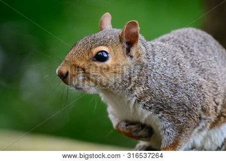 Portrait Of A Grey Squirrel Sitting On A Wooden Fence