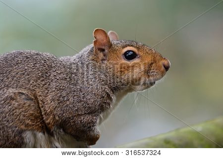 Close Up Portrait Of A Gray Squirrel