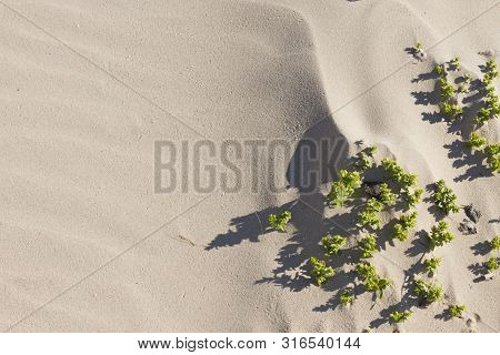 Shoots Of The Sea Sandwort (honckenya Peploides) In The Sand Of The Baltic Of Sea. The Habitat Of Th