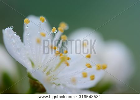 Macro Shot Of A Sloe Blossom Flower Covered In Water Droplets
