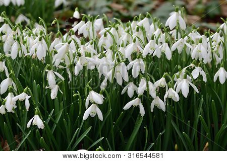 Close Up Of Common Snowdrops (galanthus Nivalis) In Bloom