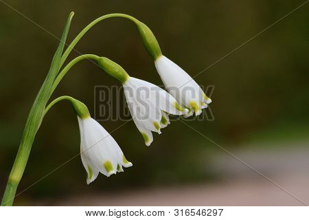 Spring Snowflake (leucojum Vernum)