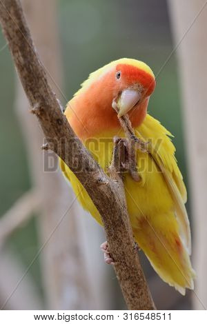 Portrait Of A Lutino Peach Face Love Bird (agapornis Rosiecollis) Perching In A Tree