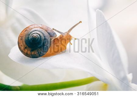 Funny Little Snail Sitting On A White Flower, Close-up