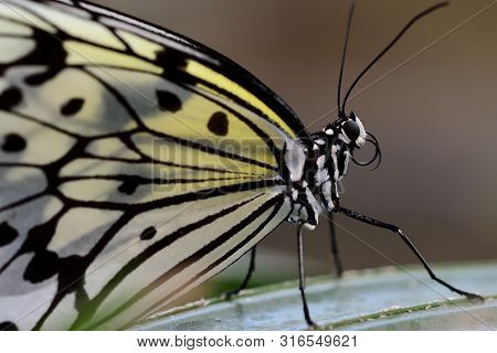 Close Up Of A Malabar Tree Nymph (idea Malabarica) On A Leaf