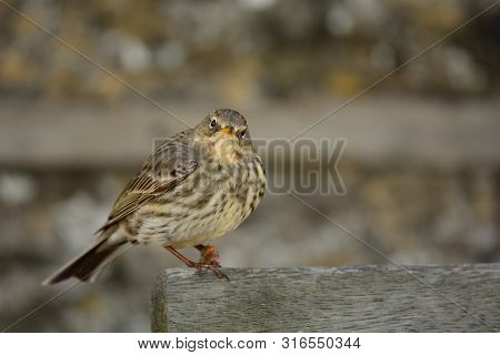 Close Up Of A Eurasian Rock Pipit (anthus Petrosus) Peching On A Park Bench