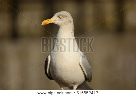 Close Up Portrait Of A Seagull At The Beach