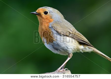 Side View Of A Euopean Robin (erithacus Rubecula) With A Green Background