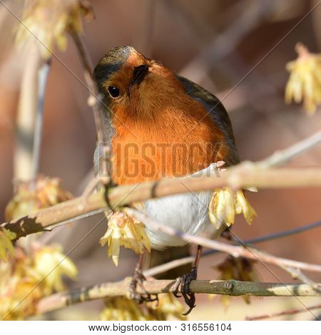 Portrait Of A European Robin (erithacus Rubecula) Perching In A Tree