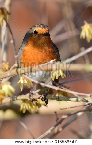 Portrsit Of A European Robin Perching On A Branch