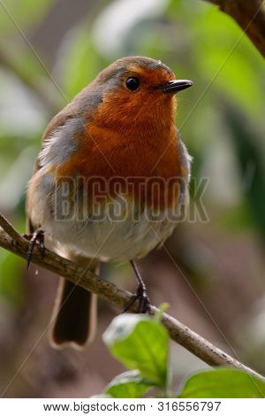 Portrait Of A Robin Perching On A Branch