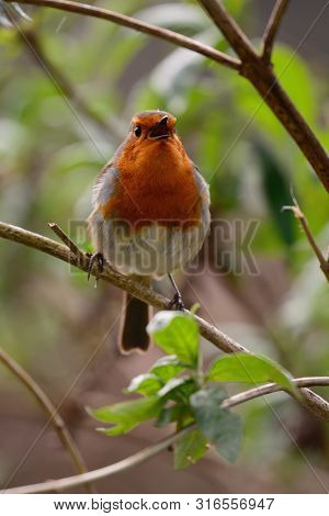 Portrait Of A Robin Singing On A Branch