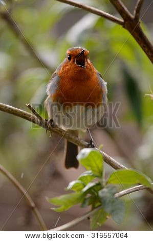 Portrait Of A Robin Singing On A Branch