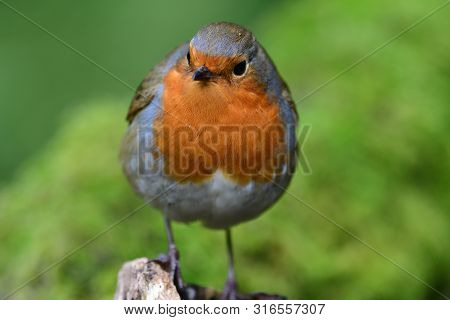 Portrait Of A European Robin (erithacus Rubecula) Perching On A Branch