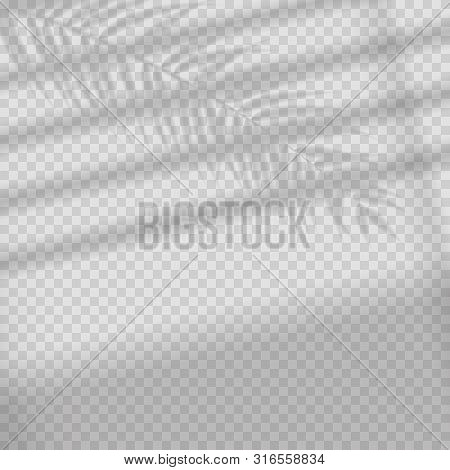 Transparent Shadow Overlay Effect. Tropic Leaf And Window Blind. Realistic Window Light And Shadow. 
