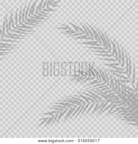 Transparent Shadow Overlay Effect. Tropic Leaf And Window Blind. Realistic Window Light And Shadow. 