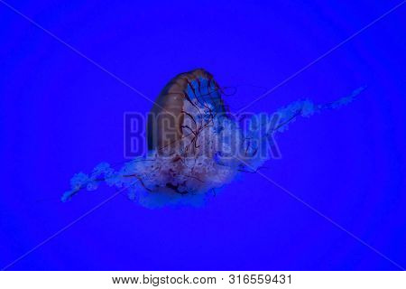 Jellyfish Or Rhizostoma Pulmo Floating In Deep Blue Water In An Aquarium