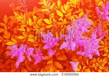 Colorful Autumn Flowers Of Astilba. Natural Floral Background.