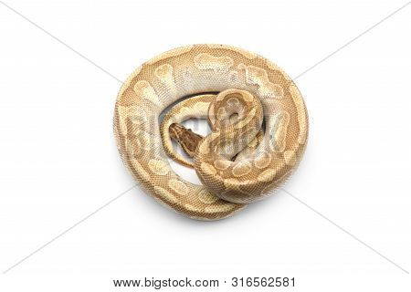 The Royal Python Isolated On White Background