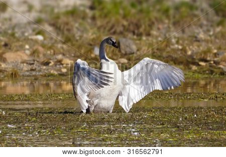 A Trumpeter Swan With Outstretched Wings Enjoying A Sunny Afternoon In Yellowstone National Park.
