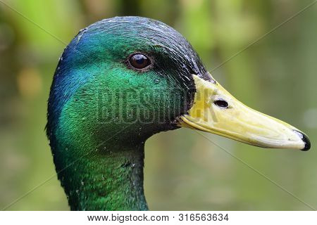 Head Shot Of A Mallard Drake (anas Platyrhnchos)